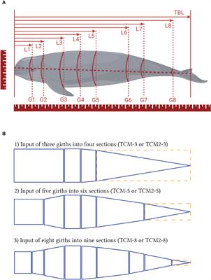 Marine mammal morphometrics: 3D modeling and estimation validation